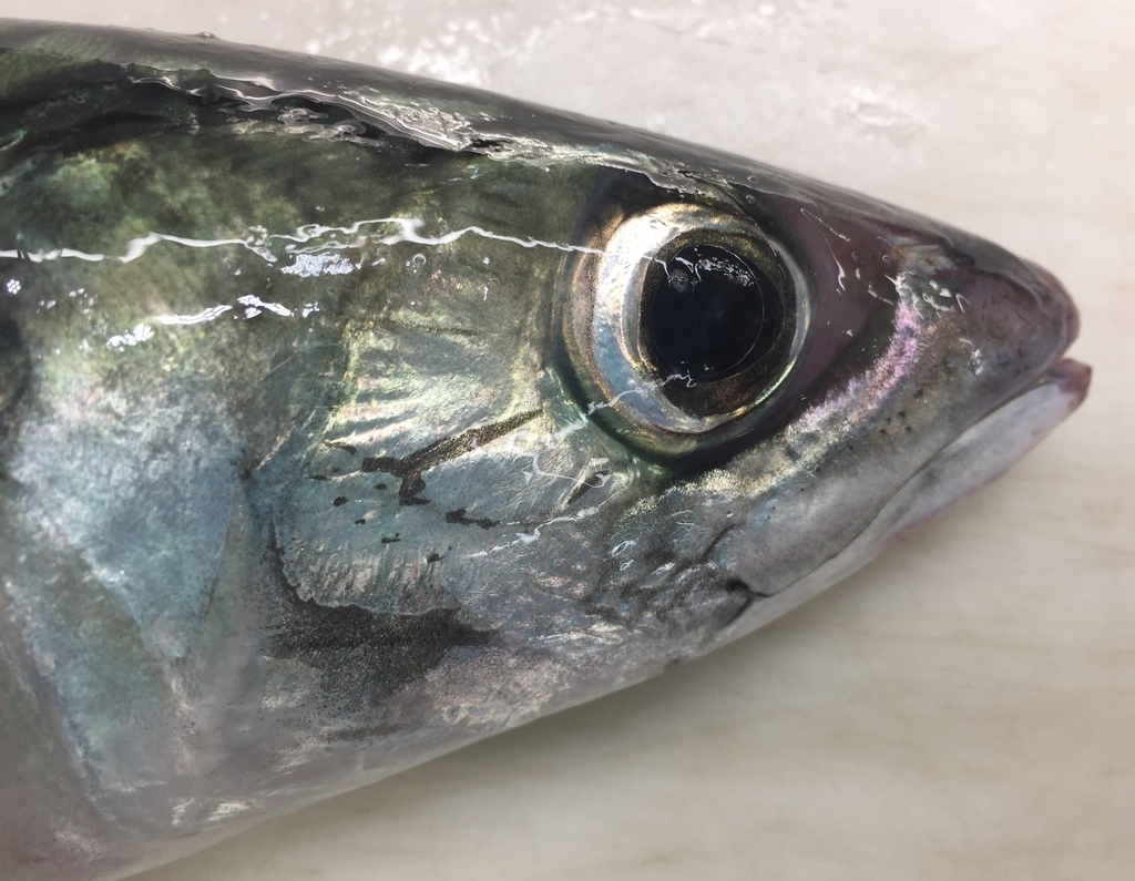 日本鲭